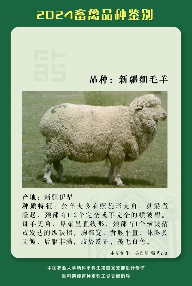 细羊是什么生肖,细毛羊是山羊还是绵羊