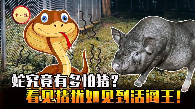 三条蛇仔缠大猪猜一成语,三条蛇仔缠大猪典故是什么