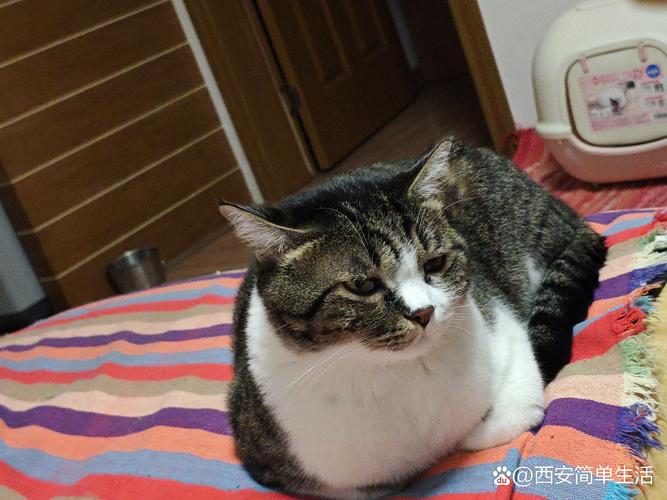 官大权大肚子大打一生肖最佳答案的简单介绍