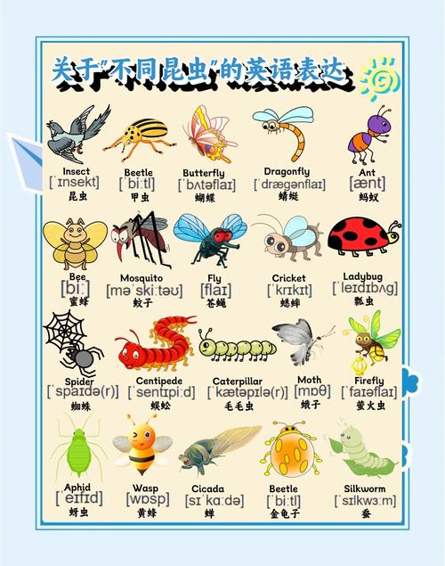 insects怎么读,Insects怎么读?