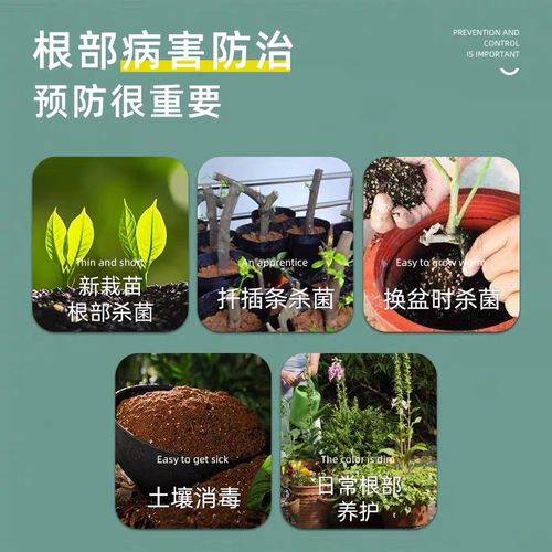 30%恶霉灵灌根的使用方法,恶霉灵喷施,灌根哪个效果好?
