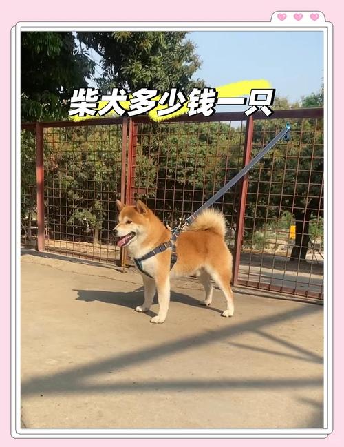 柴犬币兑换人民币最新价格,柴犬币1000元7200亿