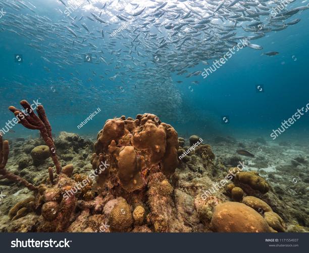 dive是什么意思,scuba dive是什么意思