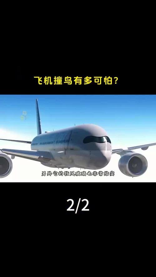 又一波音飞机与鸟相撞后迫降的简单介绍