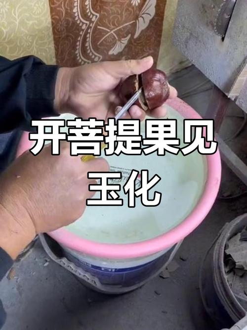 现场开的菩提果怎么染色的,菩提果打磨成彩色的是真的吗