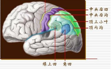 电报性语言是小脑(电报式语言名词解释心理学)