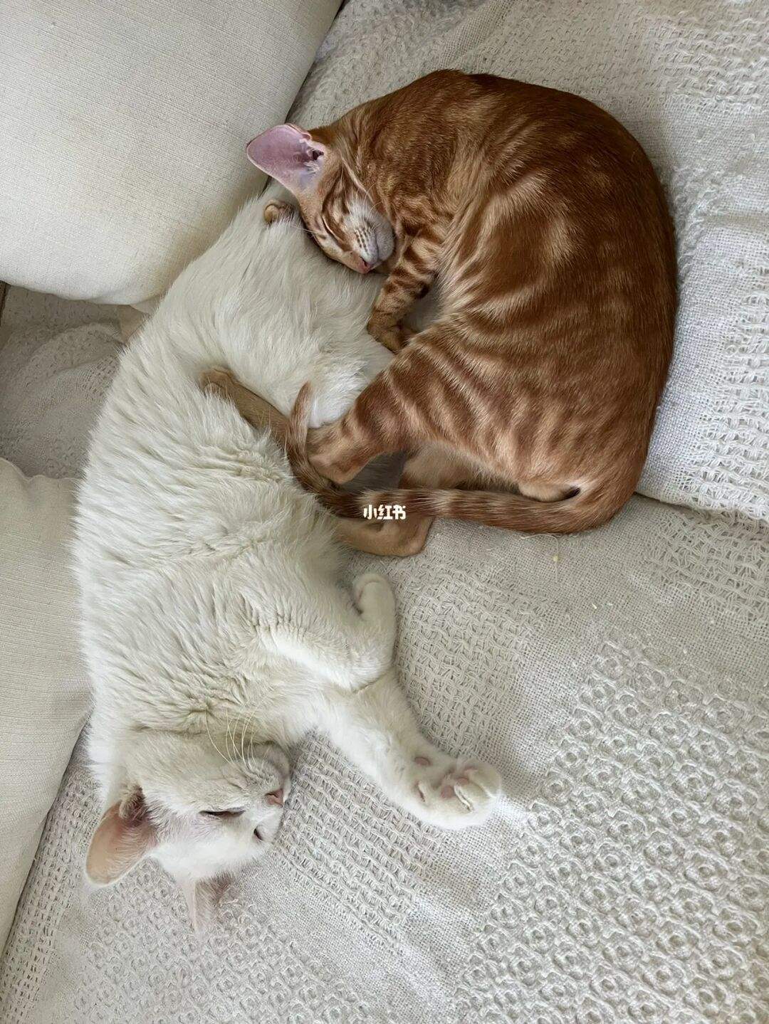 猫咪社区官网址一(猫咪社区app线上)