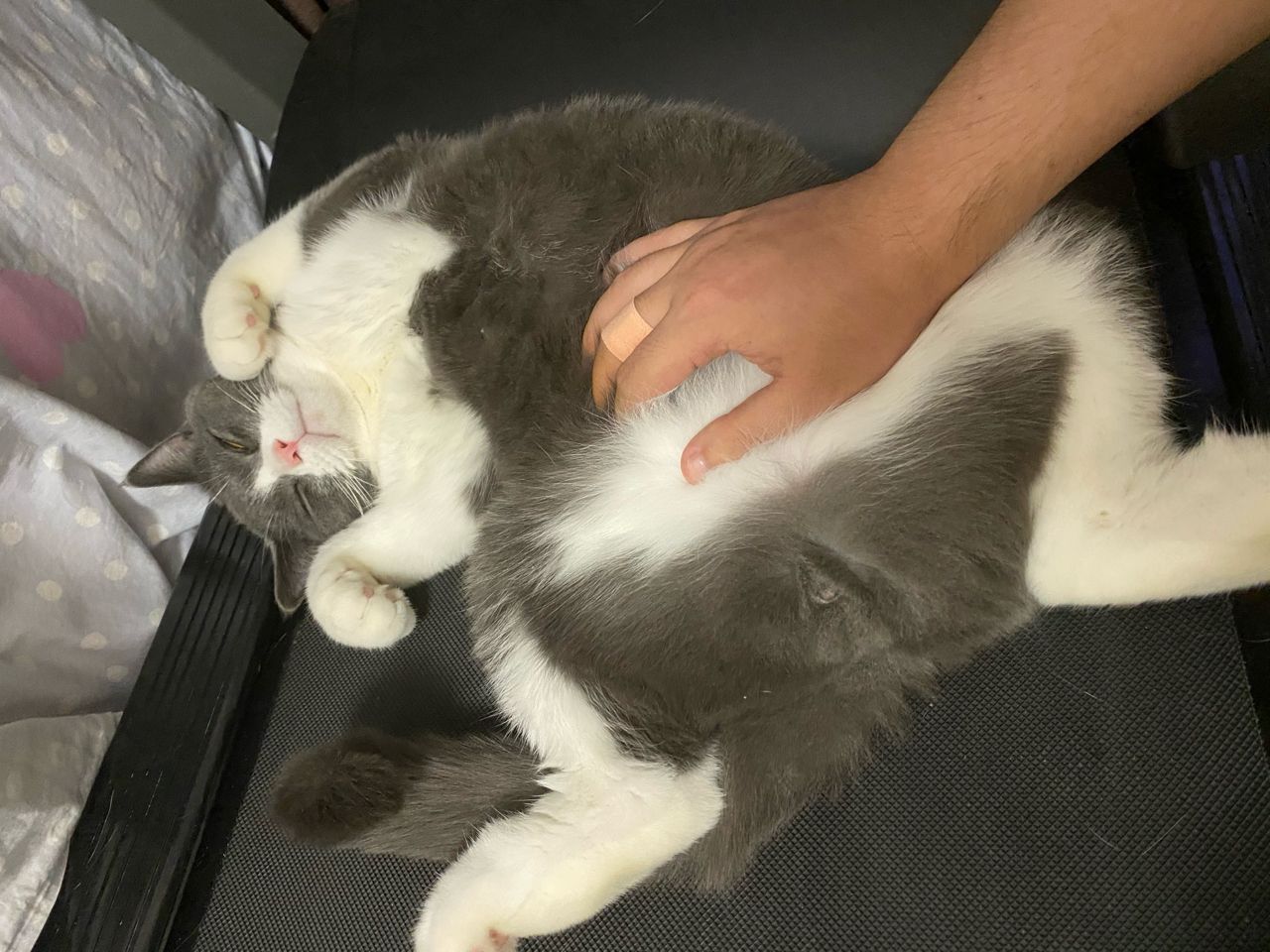 猫咪社区官网址一(猫咪社区app线上)