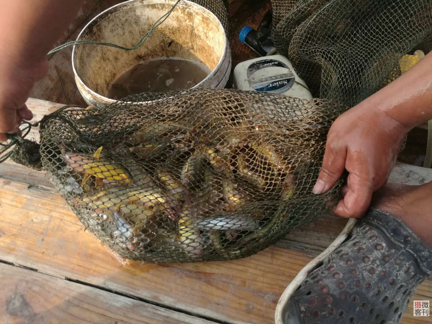 包含打鱼平台先让你赢钱的词条