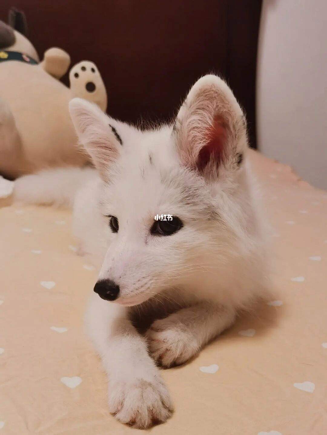 小狐狸手机版(小狐狸手机软件)
