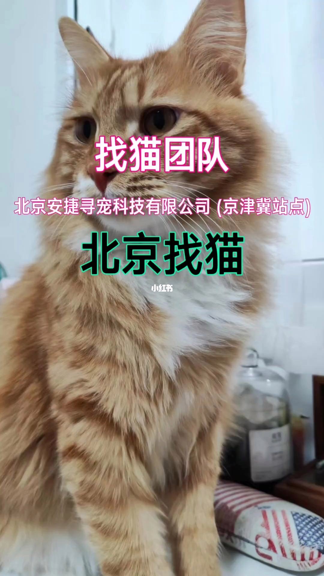 猫咪社区官网址一(猫咪社区官方进入通道)