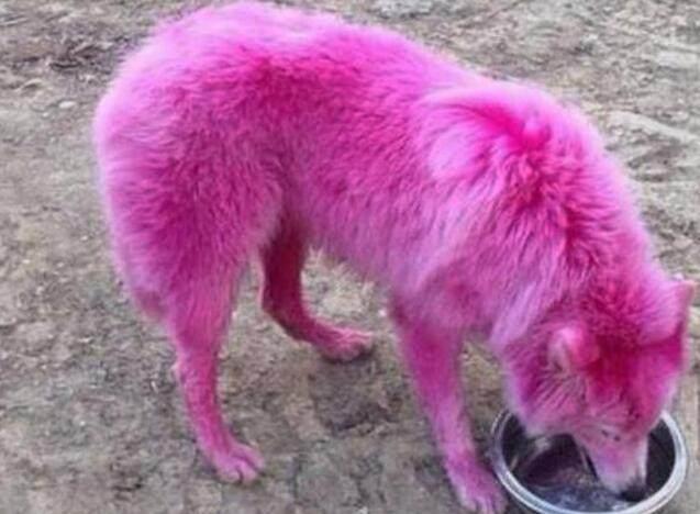狐狸能卖吗(狐狸能买吗?)
