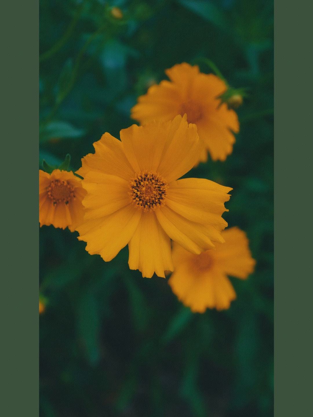 coreopsis花语(calliopsis花语)