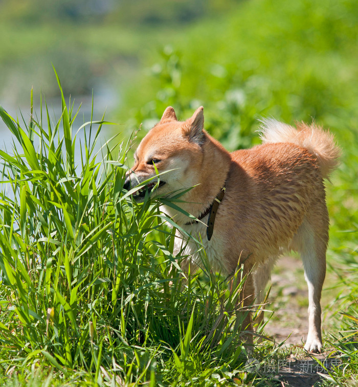 shibainu(势败奴欺主,时衰鬼弄人)