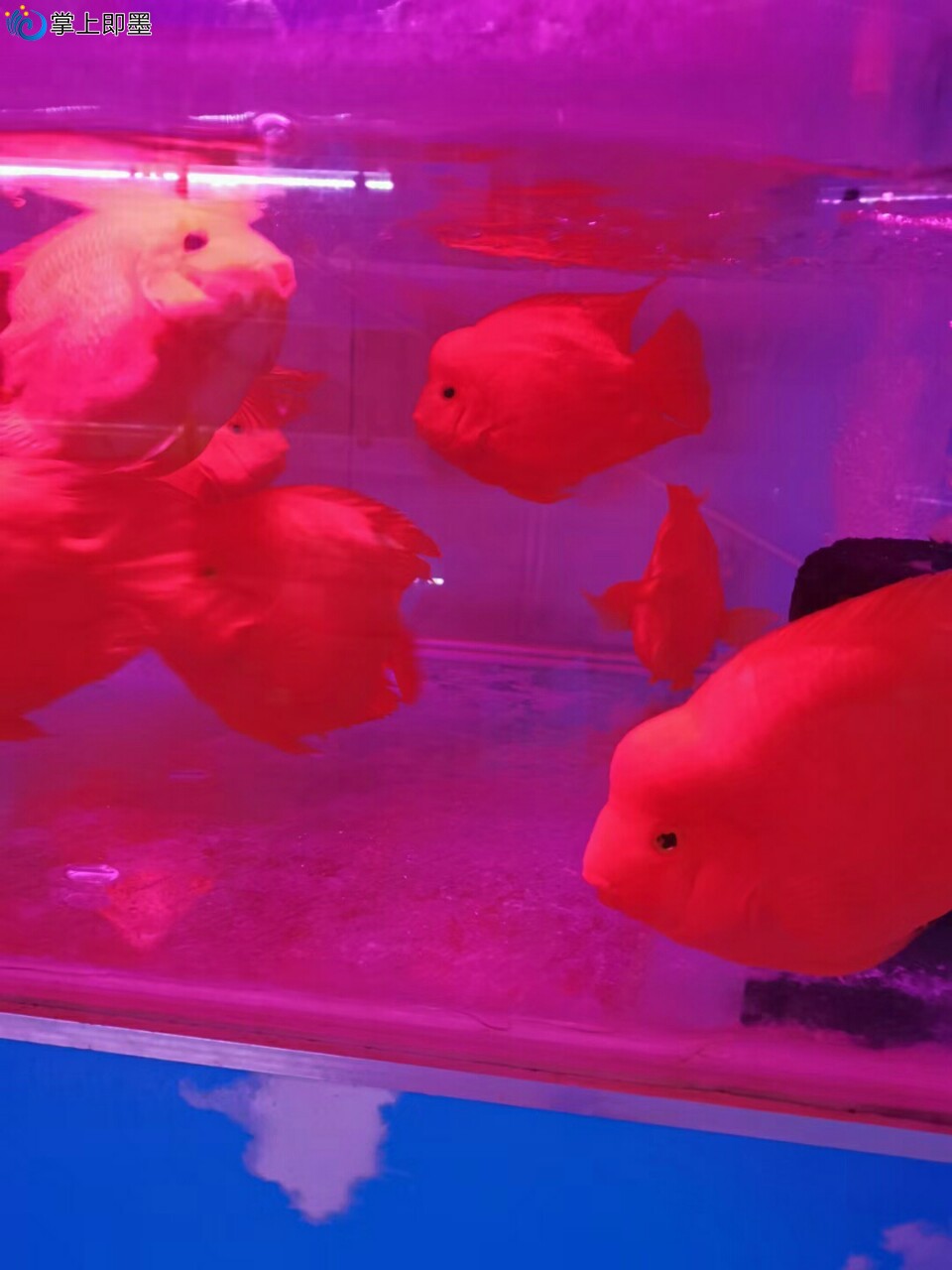 喜欢养鱼的人是什么样的人(喜欢养鱼的女生是一种怎样的性格)