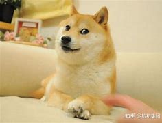 屎币今日最新价格(屎币今日最新价格行情)