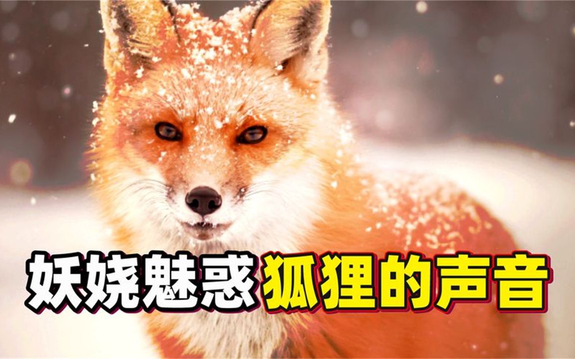 狐狸多(狐狸多知,而刺猬有一大知)