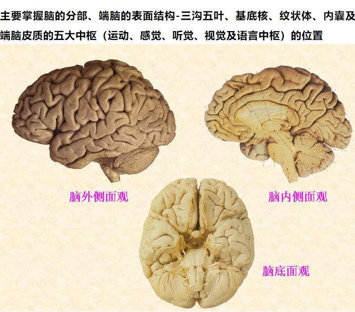 电报性语言是小脑-幼儿时期常见的脑电波是