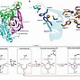 plastocyanin-plastocyanin翻译