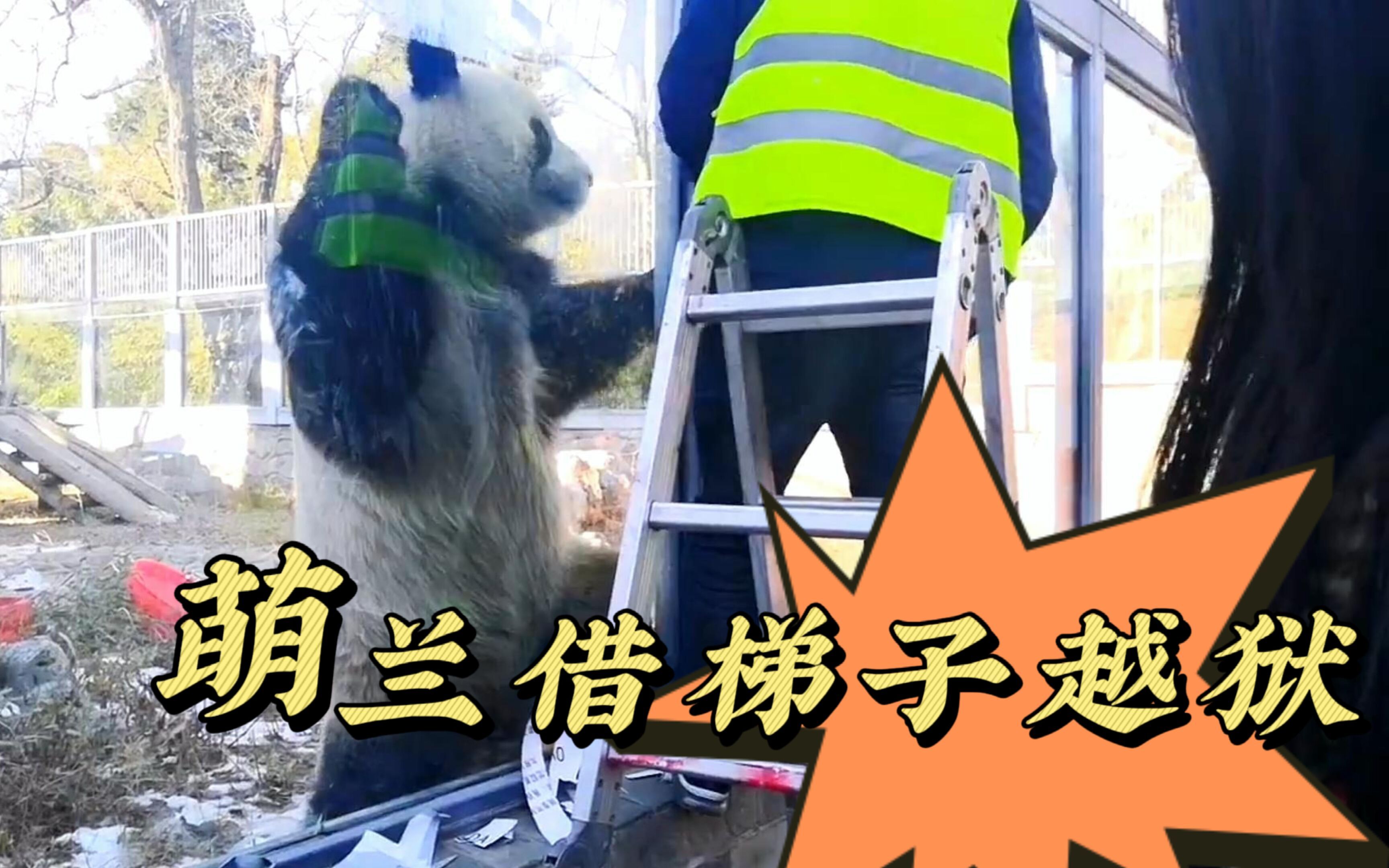 《借梯子》寓言-借梯子故事的寓意是什么