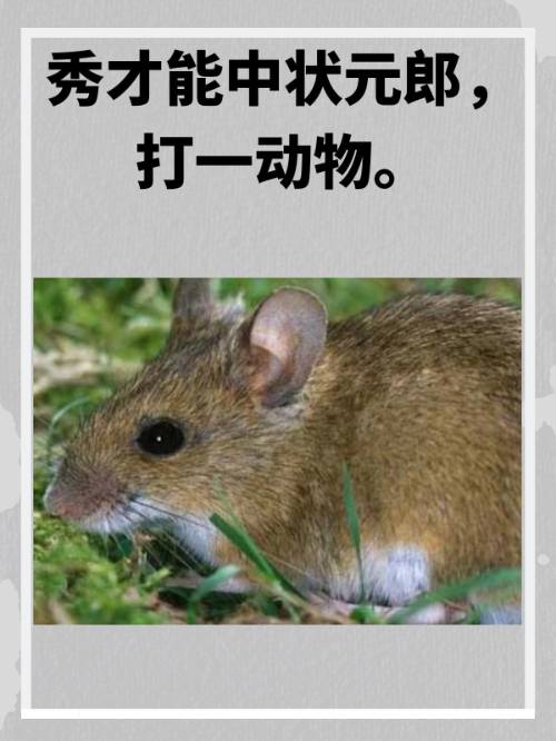 三三今期是玄机打一动物生肖-三三今期是玄机十七十八正当时是什么生肖