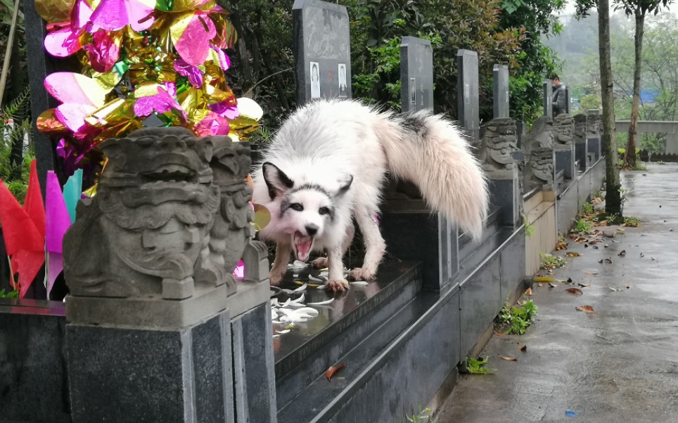 狐狸去了-狐狸去了愿望店最经典十首诗