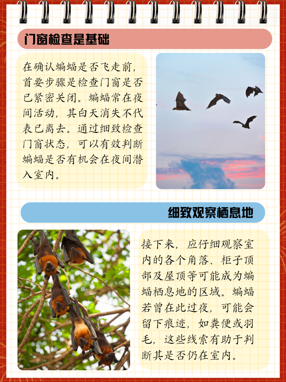 蝙蝠读音-蝠读音组词