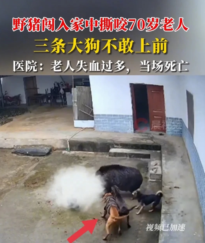 三条蛇仔缠大猪-三条蛇仔缠大猪打一准确生肖