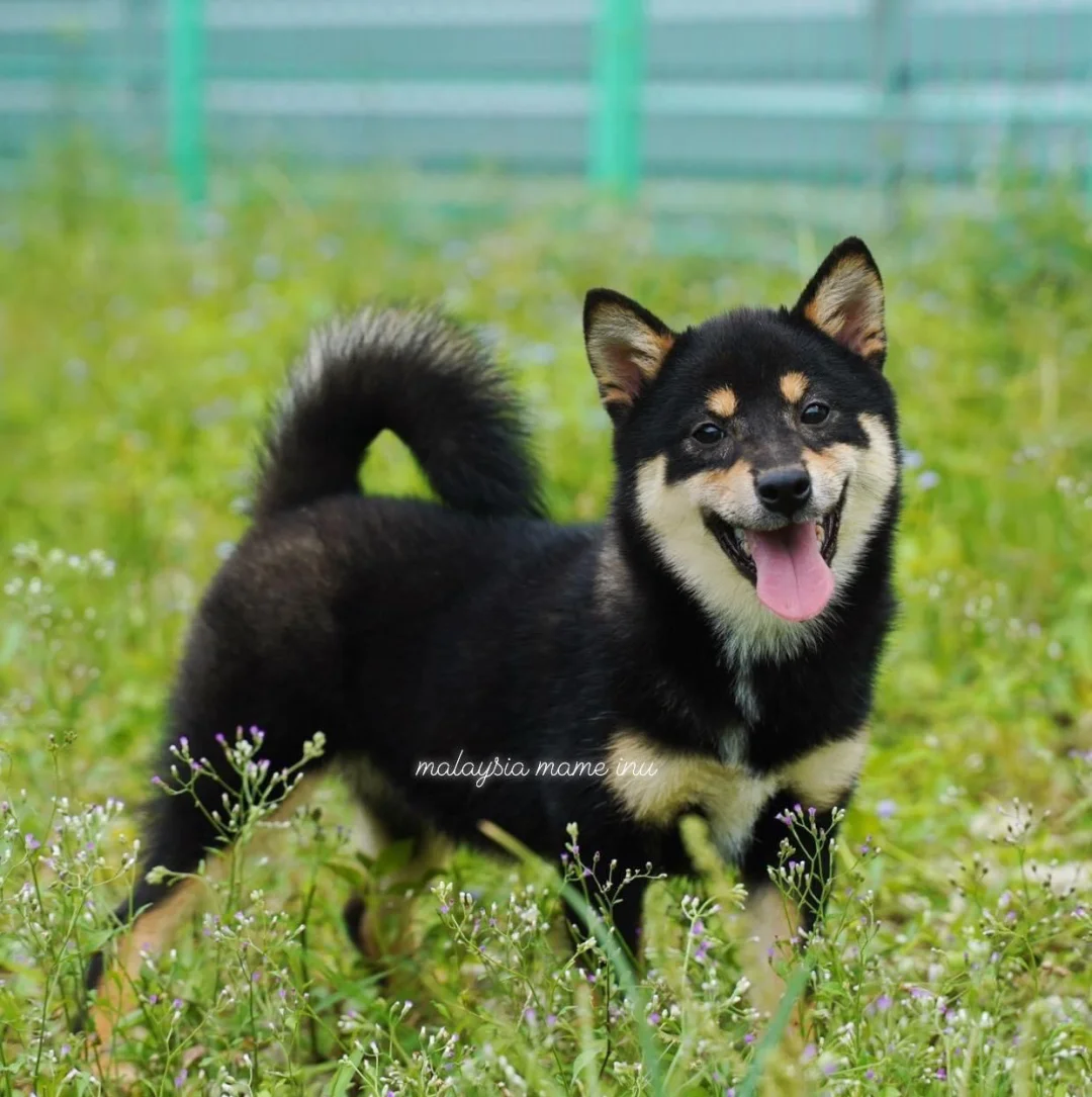 shibainu-失败努力的励志的句子