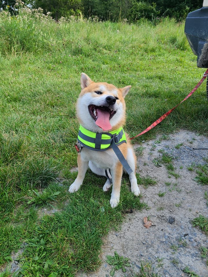 shibainu-失败努力的励志的句子