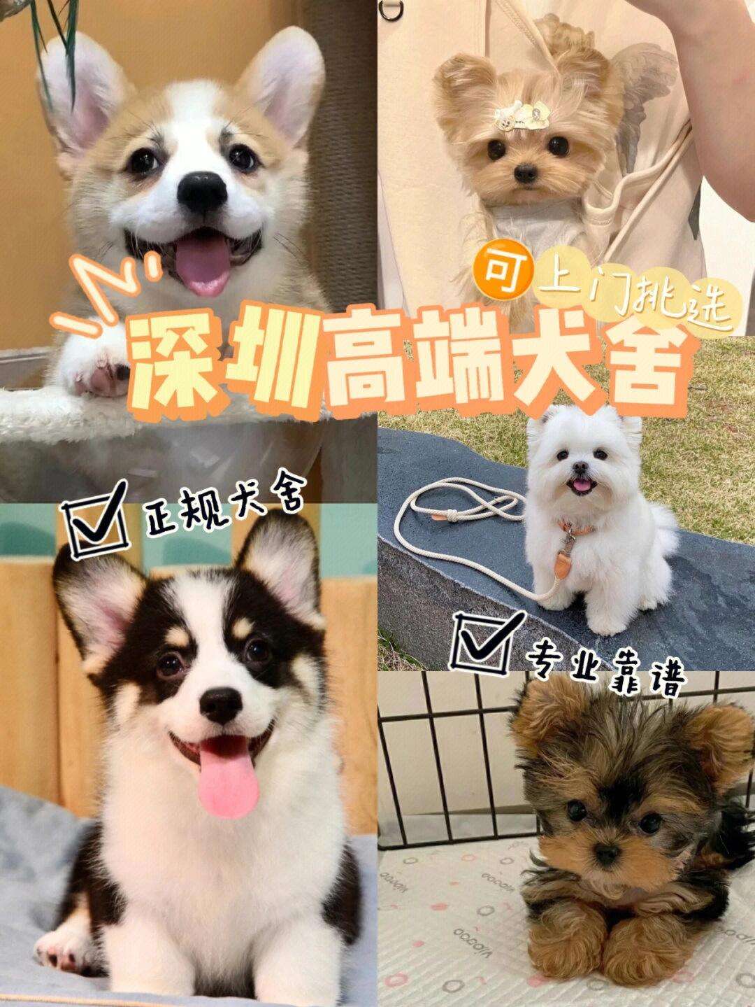 购买狗狗的正规平台-买狗狗去哪个网站买可靠