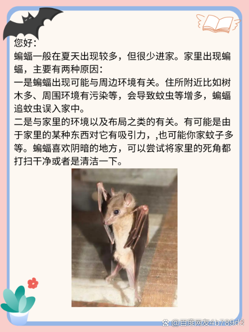 蝙蝠是个什么软件-蝙蝠是什么软件有什么危害