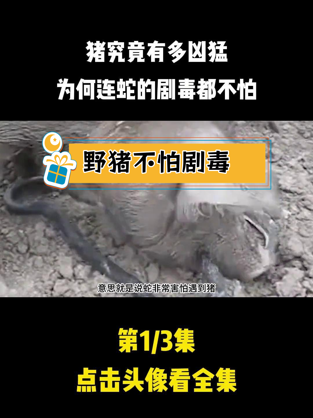 蛇缠大猪是什么动物-蛇缠大猪是什么动物啊