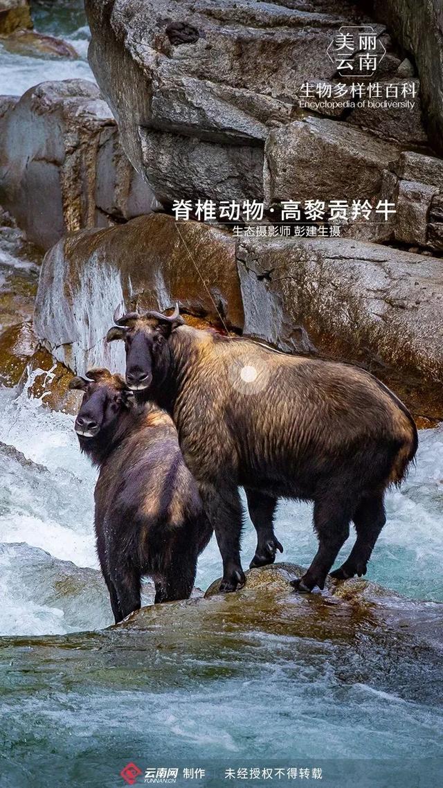 今期六字出玄机打一准确动物-今期六字出玄机,特数出此不为奇是什么生肖